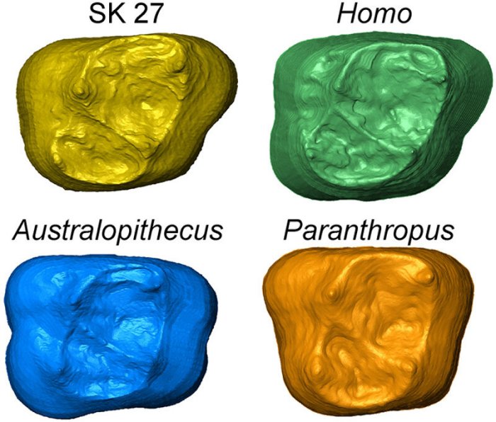 Figure 1: geometric morphometric analyses of the enamel-dentine junction. Credit: Southern Cross University