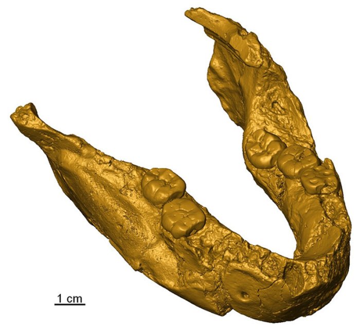 Figure 2: mandible SK 15 is most likely related to Paranthropus and not Homo. Credit: Southern Cross University