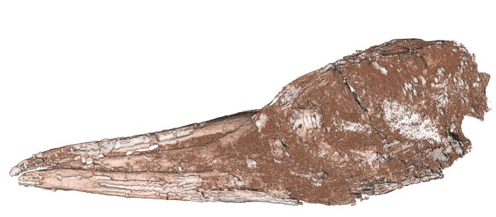 Remarkably Intact Fossil Species Suggests Tropicbirds Originated in Zealandia