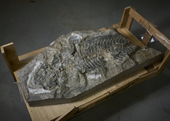 240-Million-Year-Old Fossil of A Giant Amphibian Found In Retaining Wall