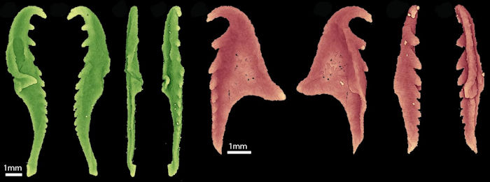 When A 400 Million Year Old Gigantic Extinct Monster Worm Was Discovered In Canadian Museum