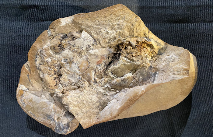 380-Million-Year-Old Heart - The Oldest Ever Found Sheds new Ligh On Evolution Of Human Bodies