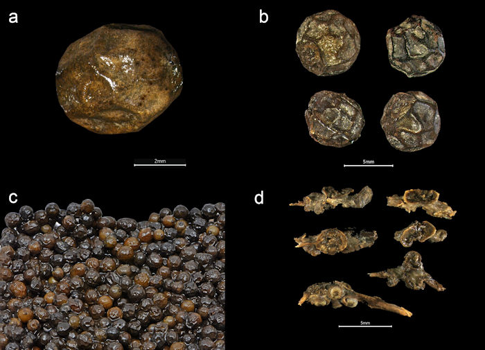 Treasure Trove Of Spices Found On The Sunken Medieval Ship Gribshunden