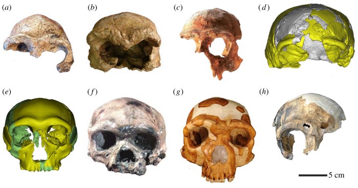 Anterior cranial profiles of Middle Pleistocene humans from China. Credit: http://doi.org/10.1098/rstb.2021.0040 Image: https://royalsocietypublishing.org/doi/10.1098/rstb.2021.0040