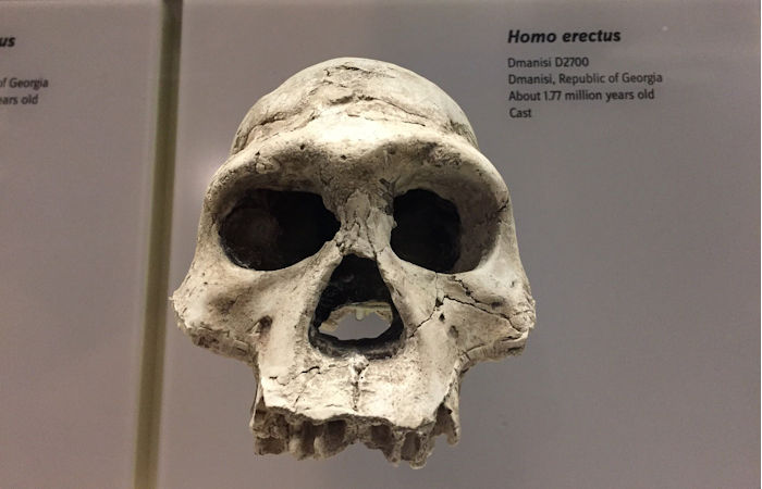 Brain Of The Homo Erectus Fossil With The Lowest Cranial Capacity Examined