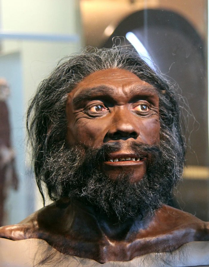 Evolution Puzzle - Broken Hill Skull And Homo Heidelbergensis Cast Doubt Over Modern Human Ancestry