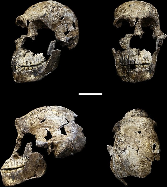 First Fossils Of Ancient Human Relatives Sent To Space - Tribute To Science And Our Ancient History