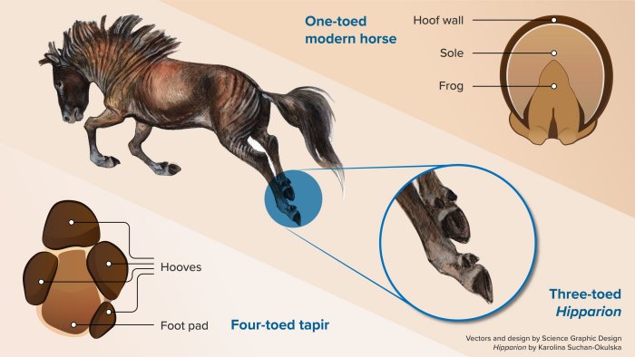 Plantar (underneath) view of feet of a four-toed tapir (left) and a one-toed horse (right) by Nuria Melisa Morales-García. In the middle, a reconstruction of the extinct three-toed horse Hipparion, by Karolina Suchan-Okulska. Overall design by Morales-García.