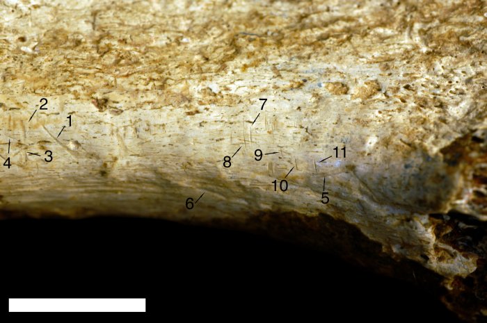 Nine marks identified as cut marks (mark numbers 1–4 and 7–11) and two identified as tooth marks (mark numbers 5 and 6) based on comparison with 898 known bone surface modifications. Scale = 1 cm. Credit: Jennifer Clark.