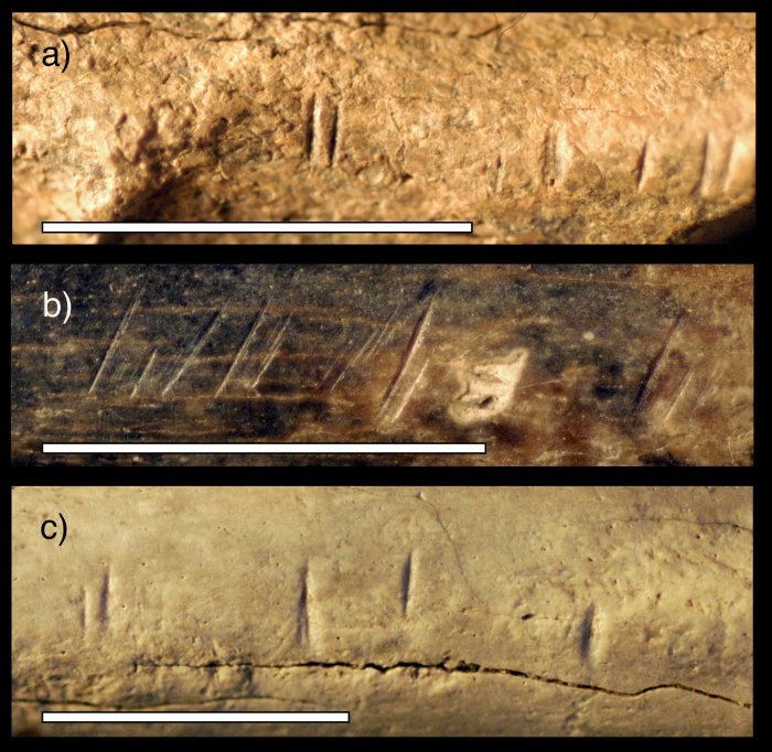 Close-up pH๏τos of three fossil animal specimens from the same area and time horizon as the fossil hominin tibia studied by the research team. These fossils show similar cut marks to those found on the hominin tibia studied. The pH๏τos show (a) an antelope mandible, (b) an antelope radius (lower front leg bone) and (c) a large mammal scapula (shoulder blade). Credit: Briana Pobiner.