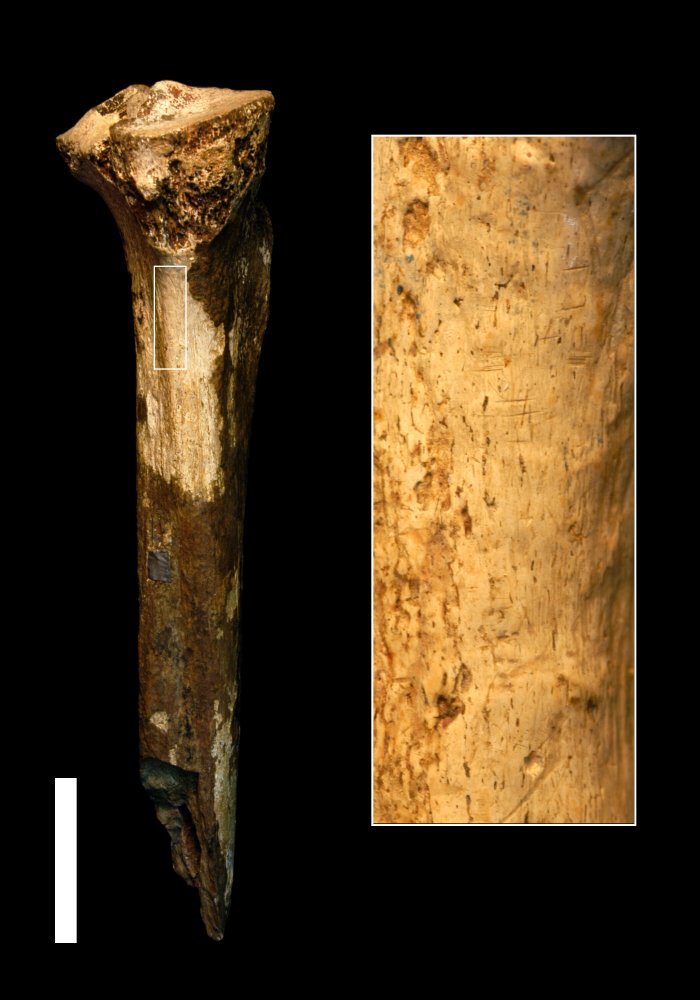 View of the hominin tibia and magnified area that shows cut marks. Scale = 4 cm. Credit: Jennifer Clark.