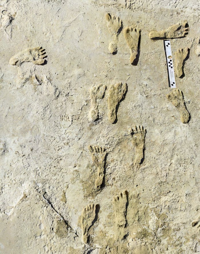 Oldest Fossil Human Footprints In North America Confirmed