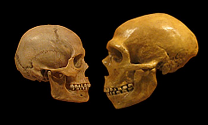 A human skull on the left, versus a Neanderthal skull on the right. Photo: Wiki Commons.