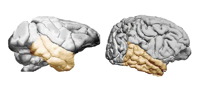 Suprising Evolution Discovery - Human Temporal Lobes Are Not Very Large In Comparison With Other Primates