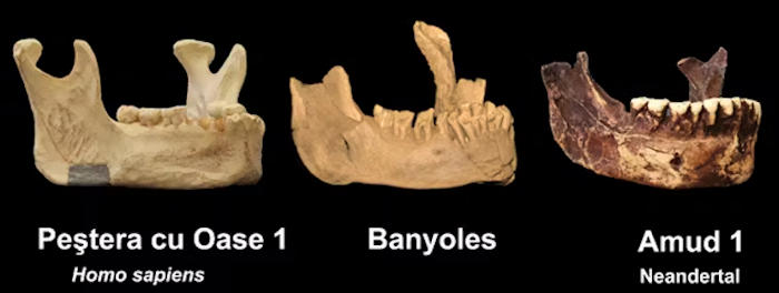 Enigmatic Human Fossil Jawbone May Be Evidence Of An Early Homo Sapiens Presence In Europe