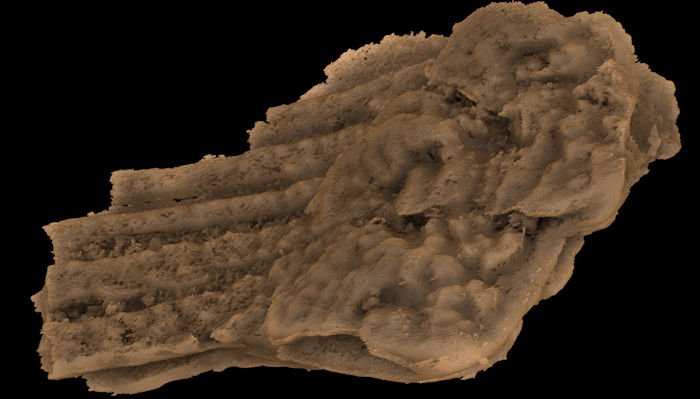 Humans' Oldest Jawed Ancestor Is A 439-Million-Year-Old Spiky Shark - Surprising Discovery Shows