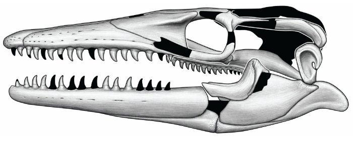 New Species Of Mosasaur Named After Norse Jormungandr Sea Serpent