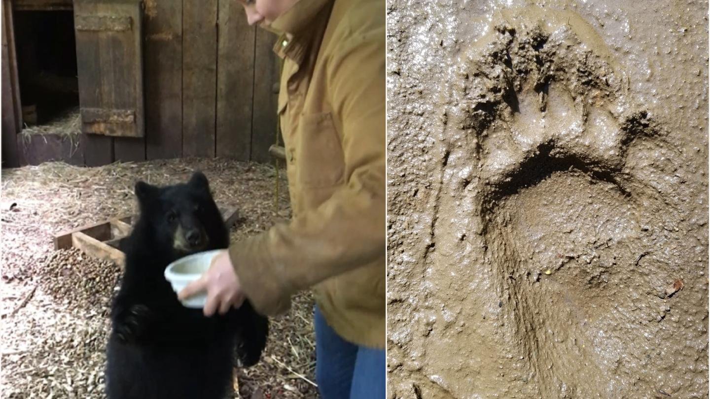 Laetoli Footprints and Black Bears