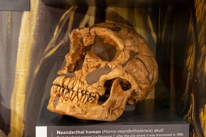 Why Is La Ferrassie Man A Unique And Famous Neanderthal?