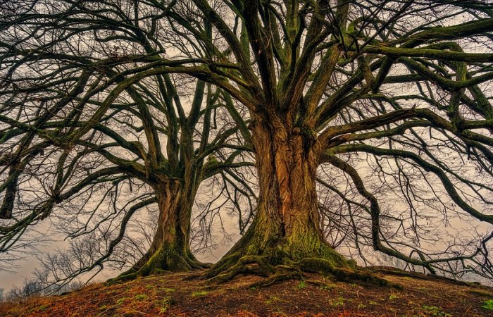 Why Human Languages Can Be Likened To Branches On A Tree And Help Finding A Single Common Ancestor