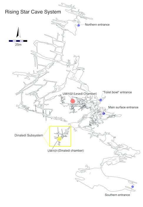 Leti  - A Homo Naledi Child Discovered In The Rising Star Cave System