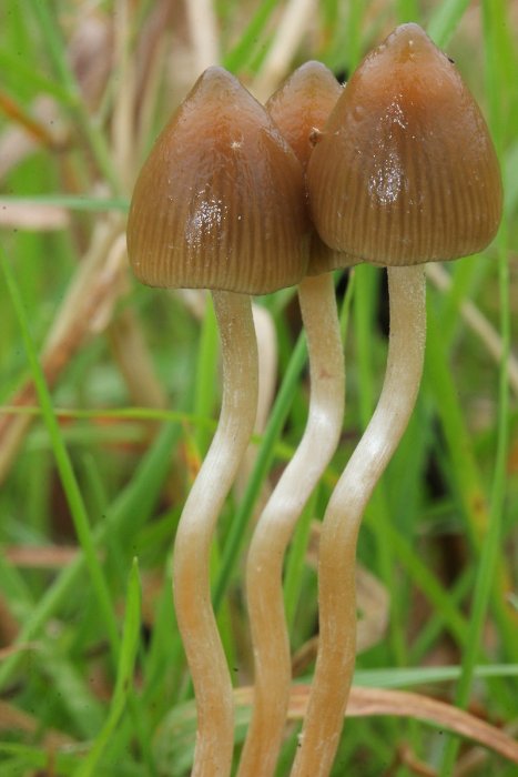 Strange Tale How The Liberty Cap Mushroom Got Its Name Starts In Ancient Rome