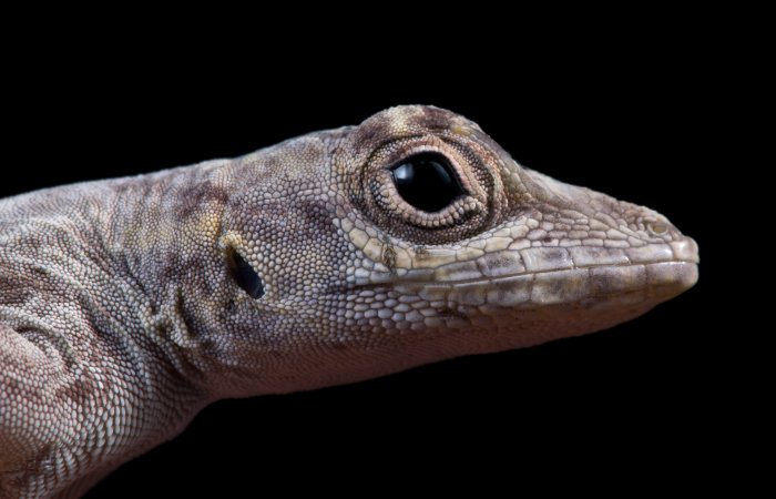 Paradox Of Stasis - Lizard Study Challenges The Rules Of Evolutionary Biology