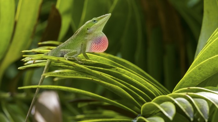 Paradox Of Stasis - Lizard Study Challenges The Rules Of Evolutionary Biology