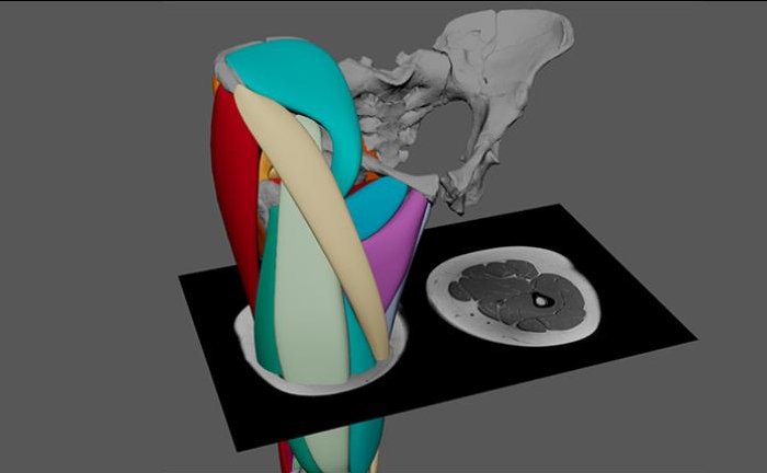 3.2 Million-Year-Old ‘Lucy’ Could Walk On Two Legs - First Hominin Muscle Reconstruction