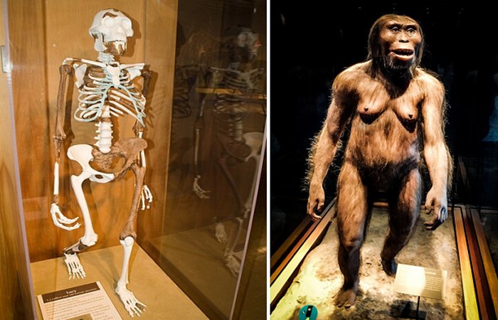 Left: Reconstruction of Lucy at the National Museum of Anthropology in Mexico. Image credit: ErnestoLazaros - CC BY-SA 4.0; Right: Lucy - Cleveland Natural History Museum - Image credit: Andrew - CC BY-SA 2.0