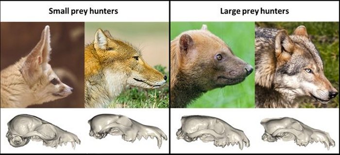 Major Puzzle In Mammal Skull Shape Evolution Solved 