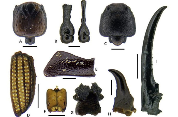 Reconstructing The Lost Ancient World Of The Marquesas Islands With Unique Plants And Animals 