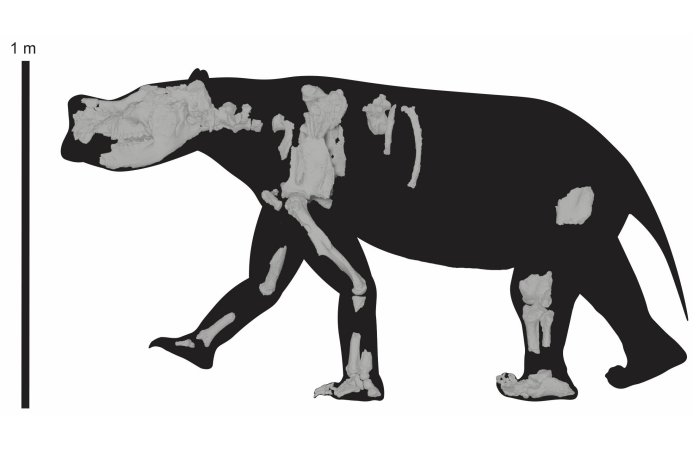 Quarter-Ton Marsupial Roamed Long Distances Across Australia's Arid Interior, Reveals 3D-Scanning Study