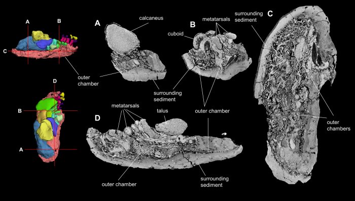 Quarter-Ton Marsupial Roamed Long Distances Across Australia's Arid Interior, Reveals 3D-Scanning Study