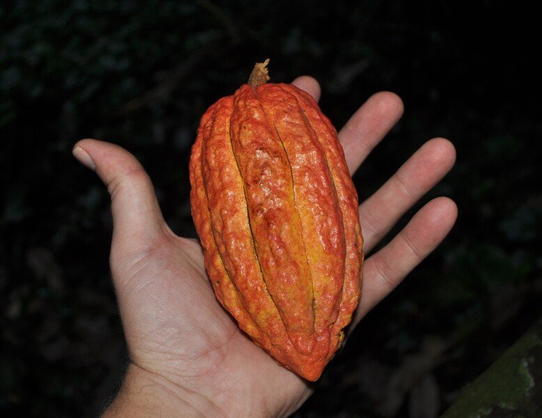 A cacao pod picked from a tree growing in the sinkhole 