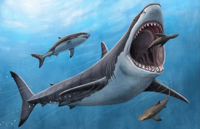 Megalodon Was No Cold-Blooded Killer - Tooth Minerals Reveal