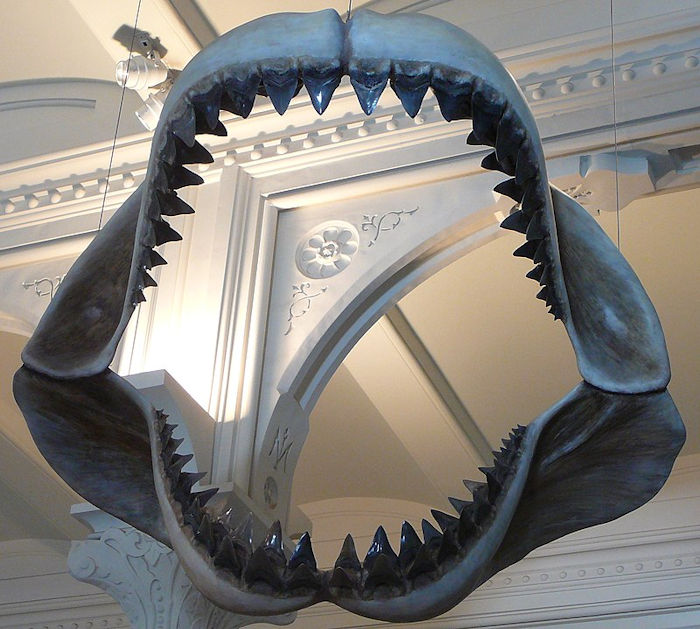 Young Girl Finds Rare Ancient Megalodon Shark Tooth On Maryland Beach