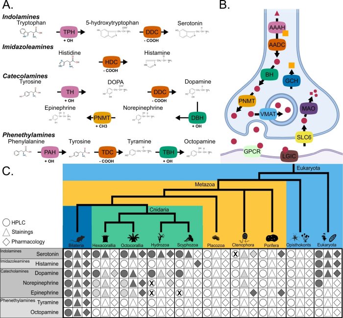 Genes For Learning And Memory Are 650 Million Years Old - Study Shows