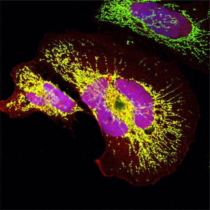 Evolution Mystery -  Mini-Proteins In Human Organs Appeared 'From Nowhere'