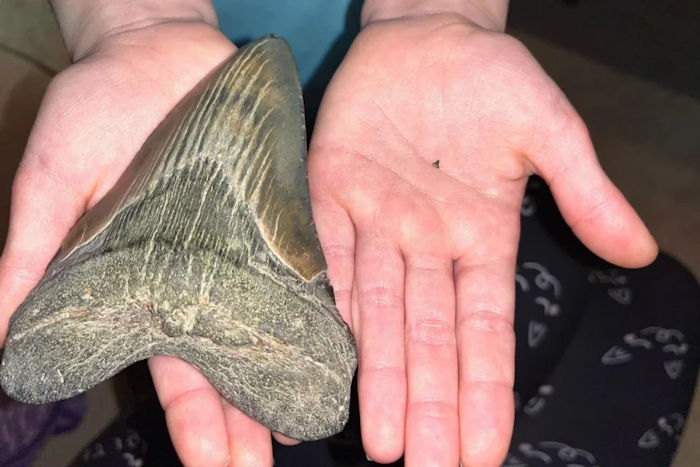 Young Girl Finds Rare Ancient Megalodon Shark Tooth On Maryland Beach