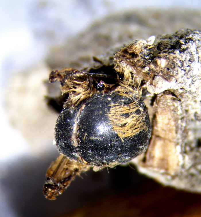 Strange And Rare Discovery - Hundreds of Mummified Bees From The Time Of The Pharaohs Discovered In Portugal 