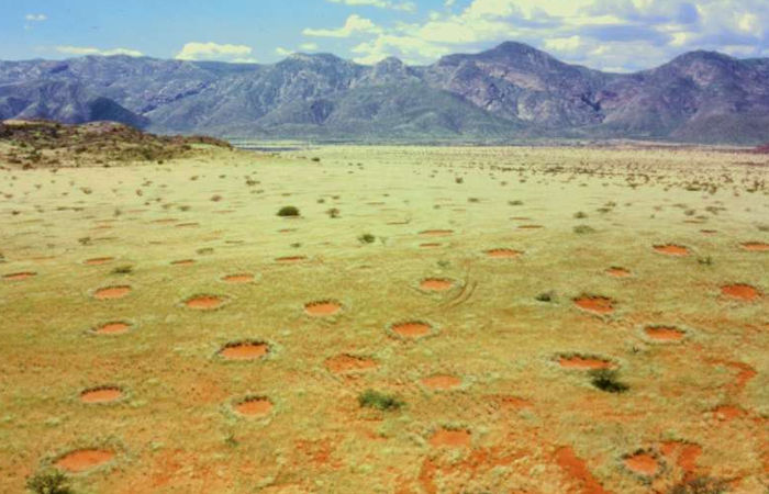 Secrets Of Namibia's Fairy Circles Solved - Self-Organizing Plants Are The Creators - New Theory