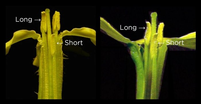 Natural Selection Can Slow Evolution And Keep Things The Same For Generations - New Study 