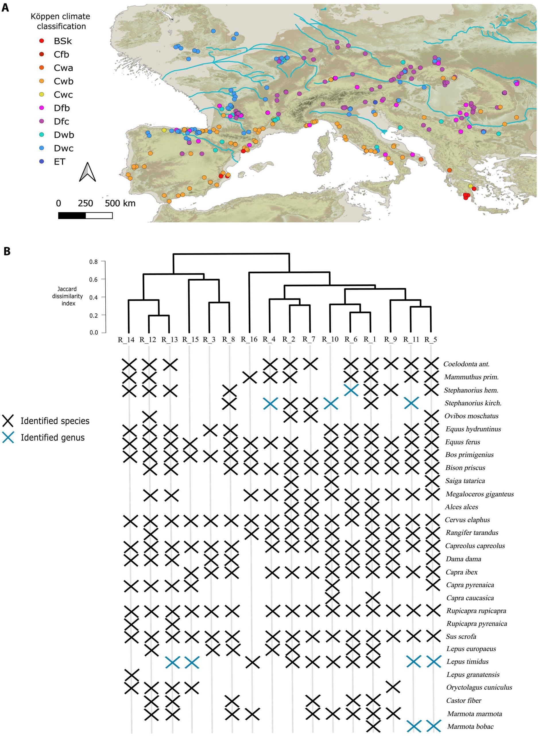 Neanderthals Vanishing When Homo Sapiens Emerged In Europe Was Coincidental - Are Herbivores The Answer?