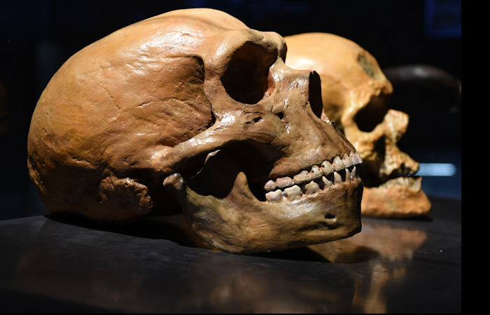 Human And Neanderthal Brains Have A Surprising 'Youthful' Quality In Common - New Study