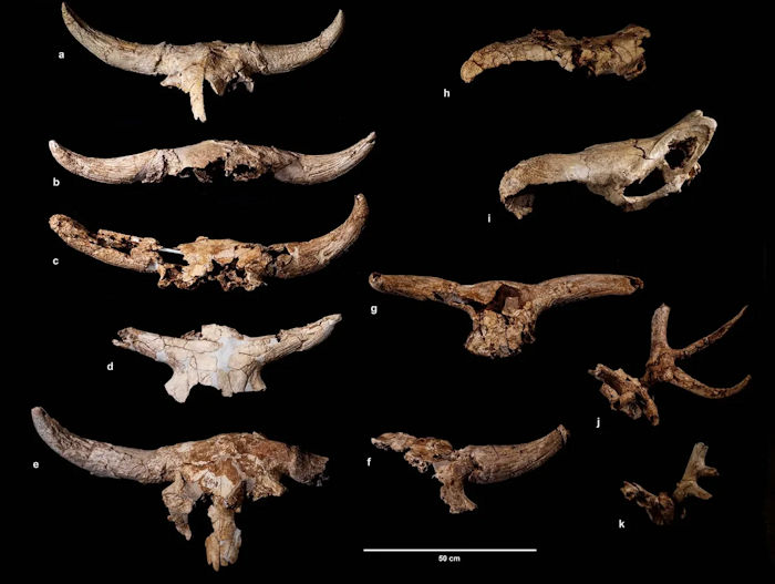 Mysterious Cave With Giant Skulls Decorated By The Neanderthals Discovered In Spain