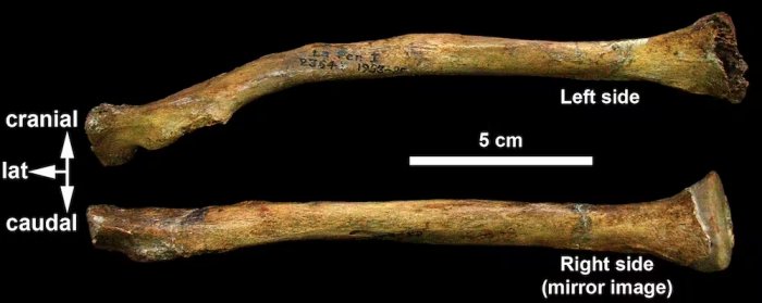 Neanderthals Cared For Each Other And Survived Into Old Age - Study Shows