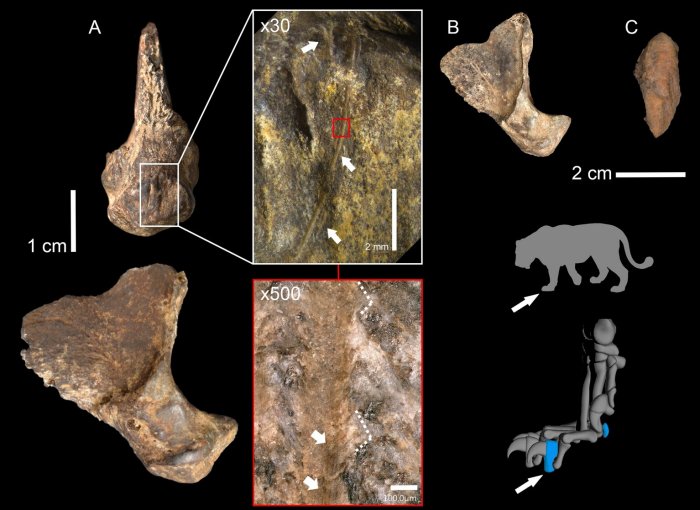 eanderthals Hunted Dangerous Cave Lions In Eurasia 200,000 Years Ago