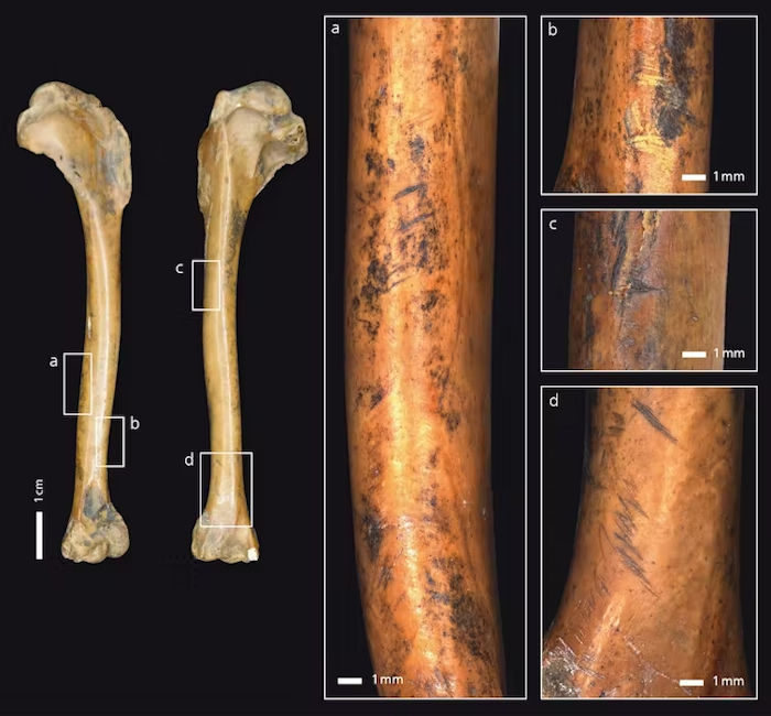 Neanderthals: How A Carnivore Diet May Have Led To Their Demise