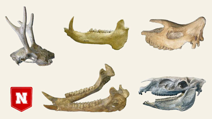 Tooth Analysis Reveal Nebraska Resembled A Dry Savanna 18 Million Years Ago